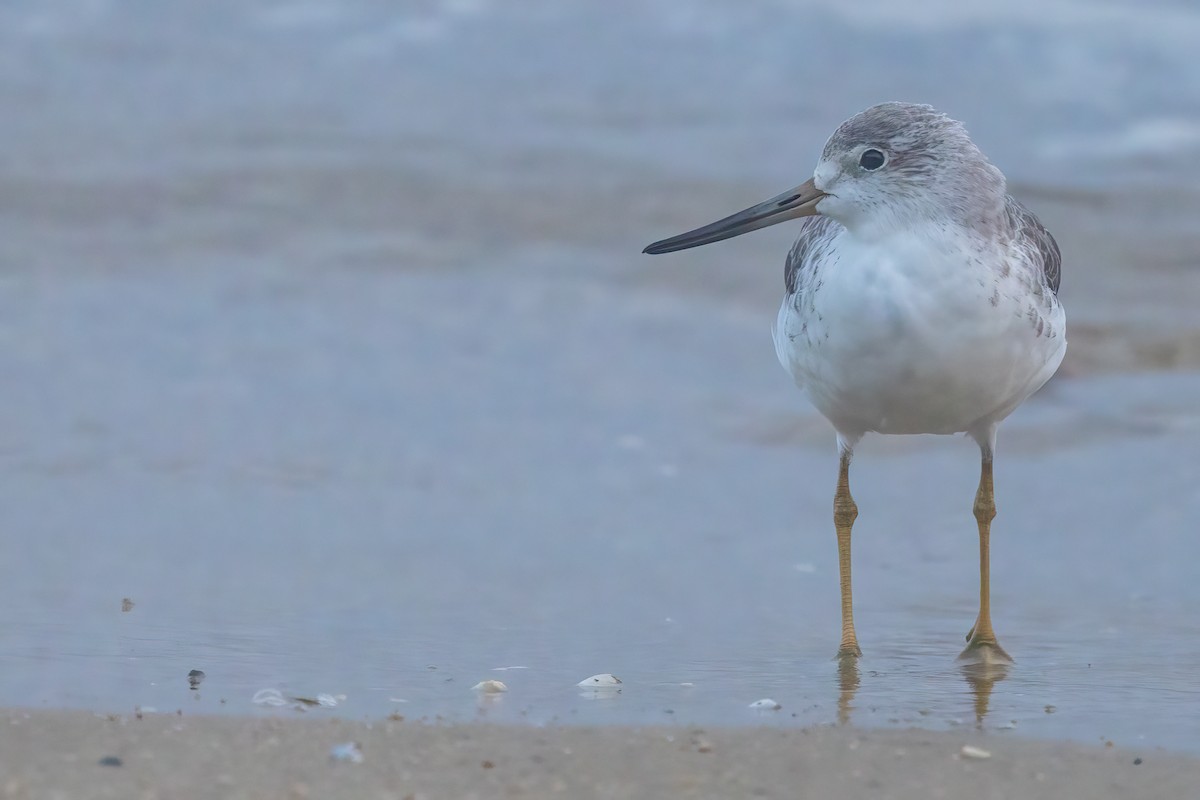 Nordmann's Greenshank - ML619618583