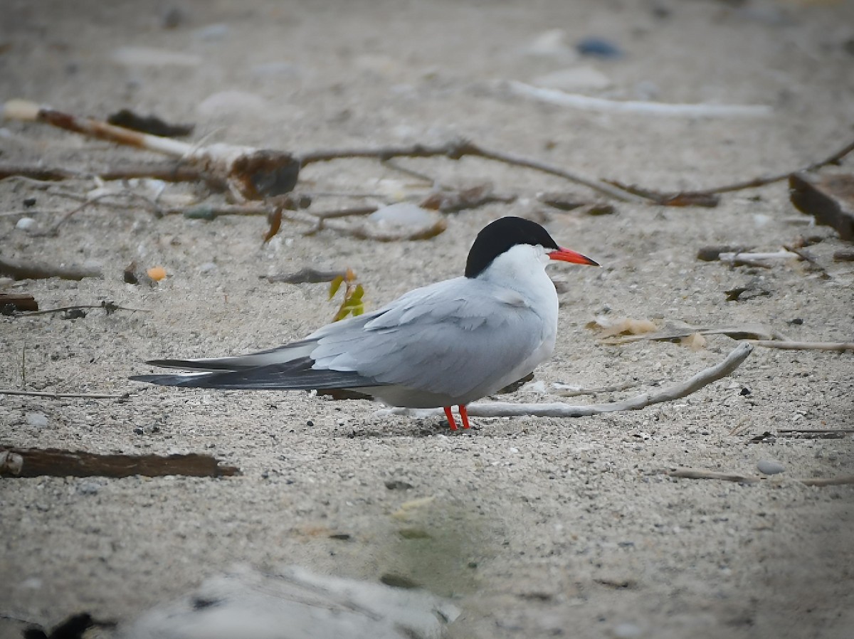 Common Tern - Russ Boushon  💙🐦🦉🦅