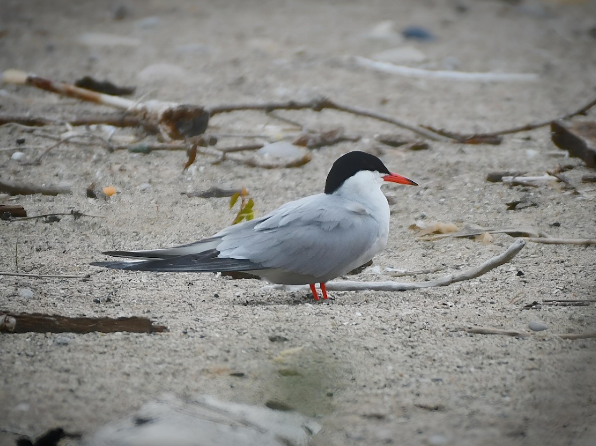 Common Tern - ML619618585