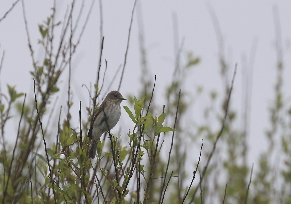 Spotted Flycatcher - Will Scott