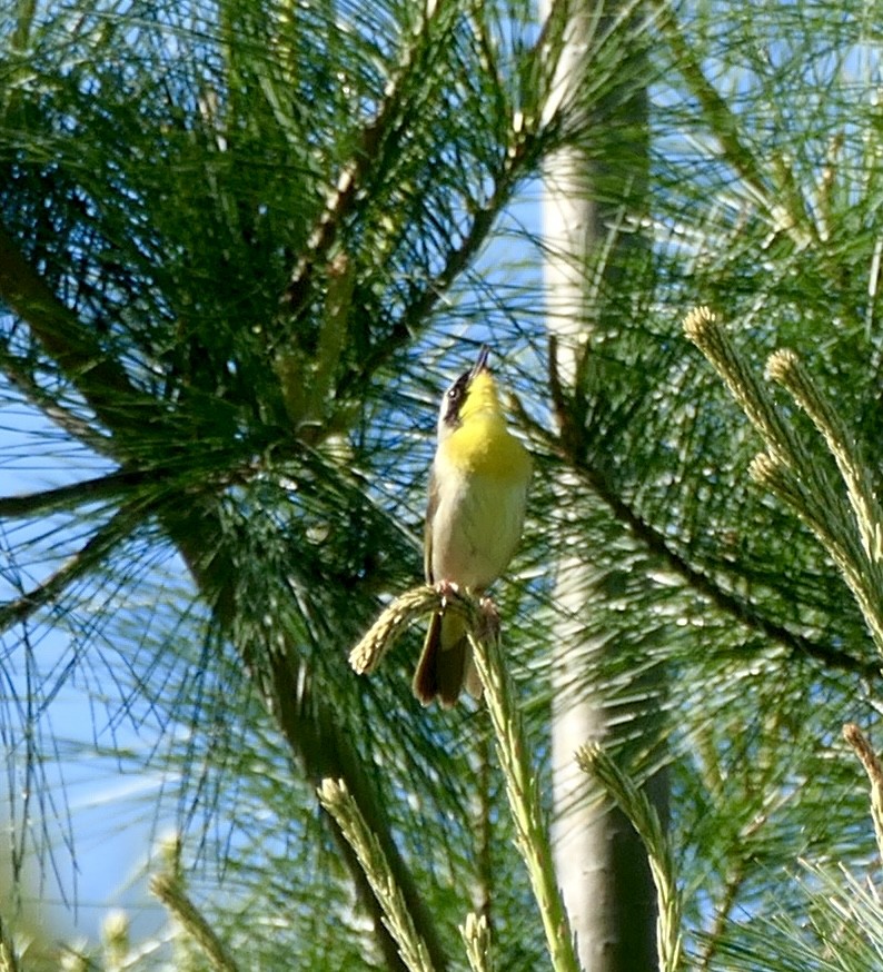 Common Yellowthroat - vincianne falkner