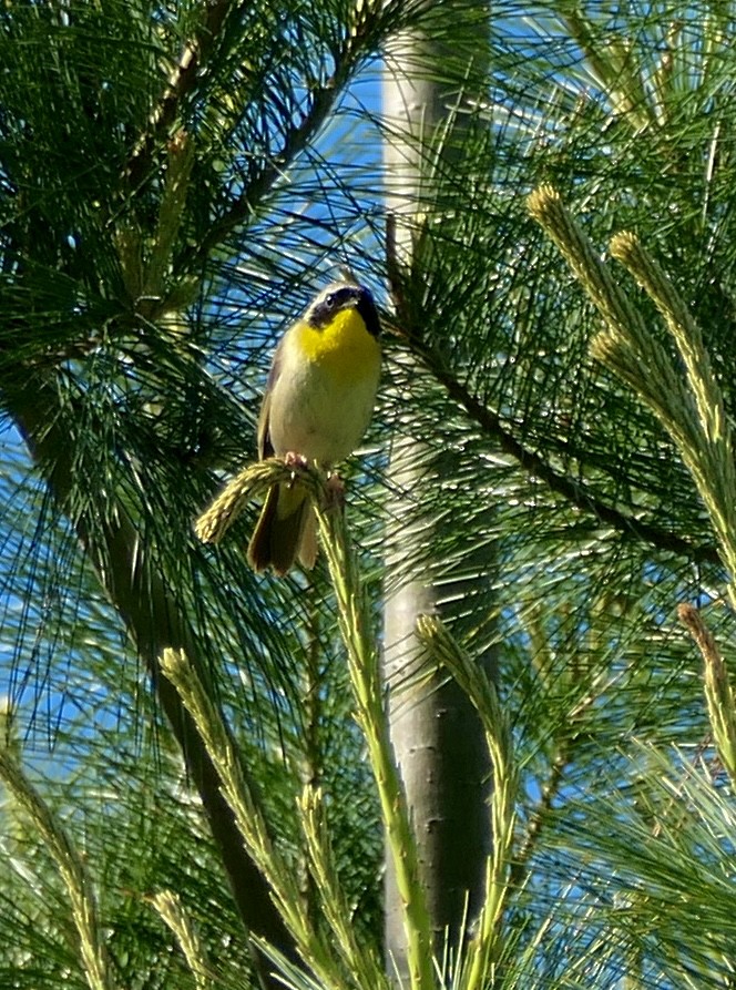 Common Yellowthroat - vincianne falkner