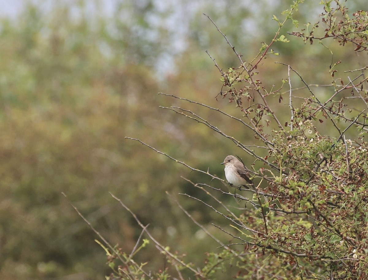 Spotted Flycatcher - Will Scott