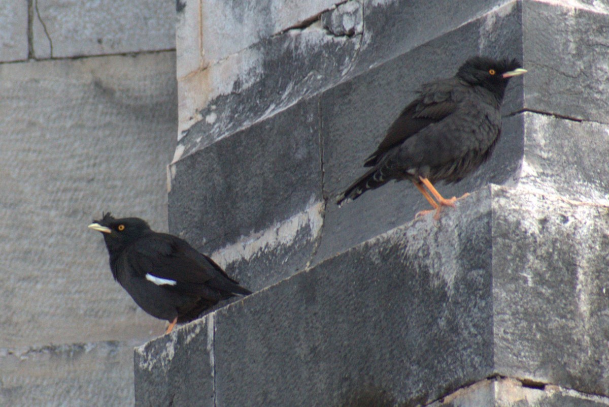 Crested Myna - Bill Hubbard