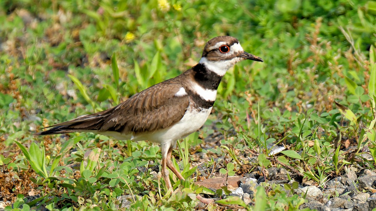 Killdeer - Craig Becker