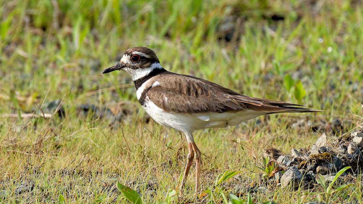 Killdeer - Craig Becker