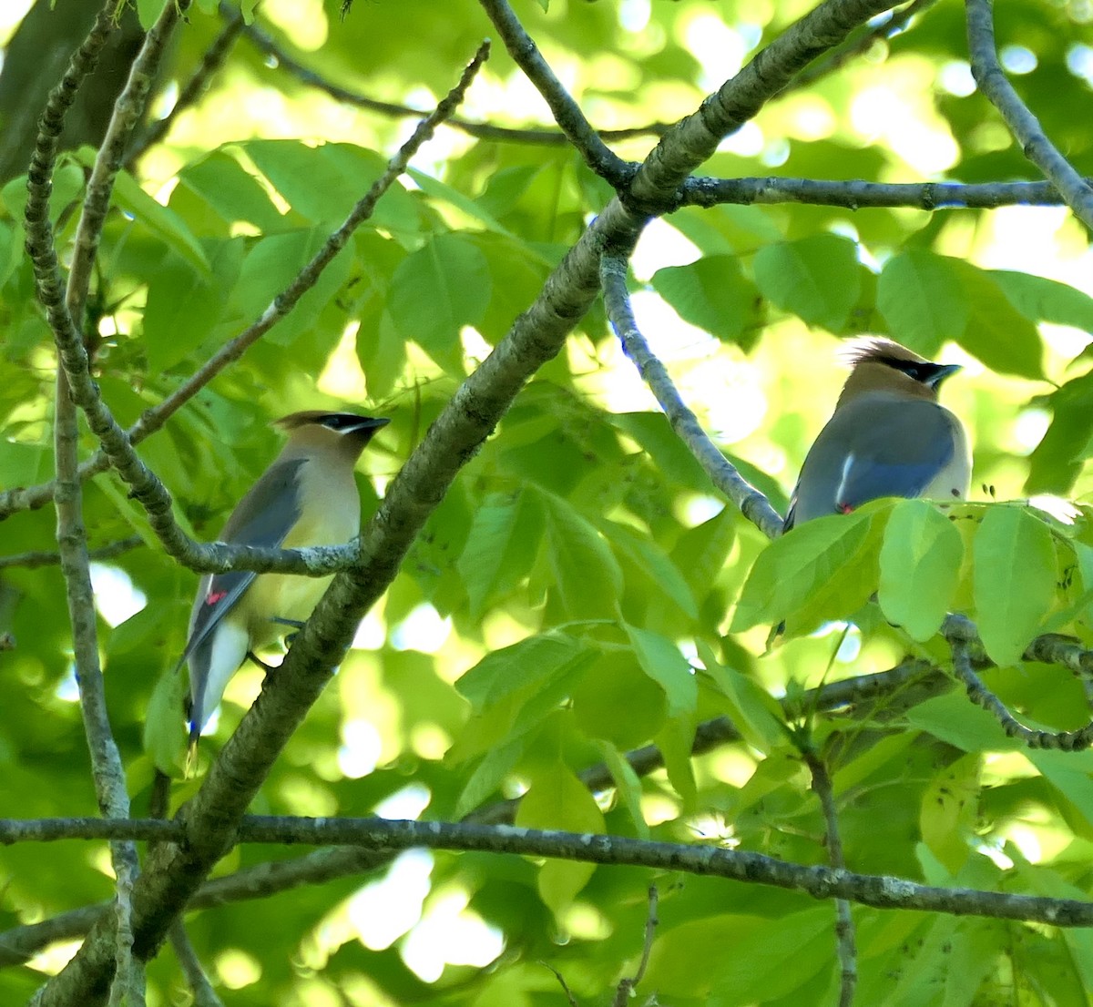 Cedar Waxwing - vincianne falkner