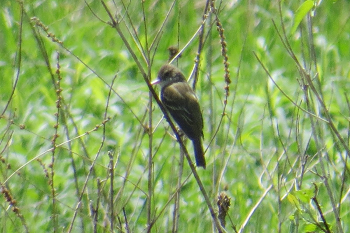 Willow Flycatcher - Mayuko Fujino