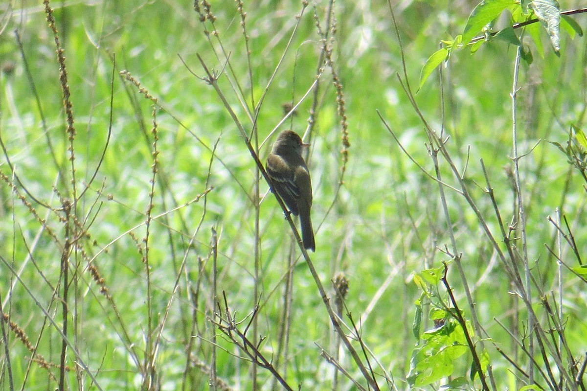 Willow Flycatcher - Mayuko Fujino