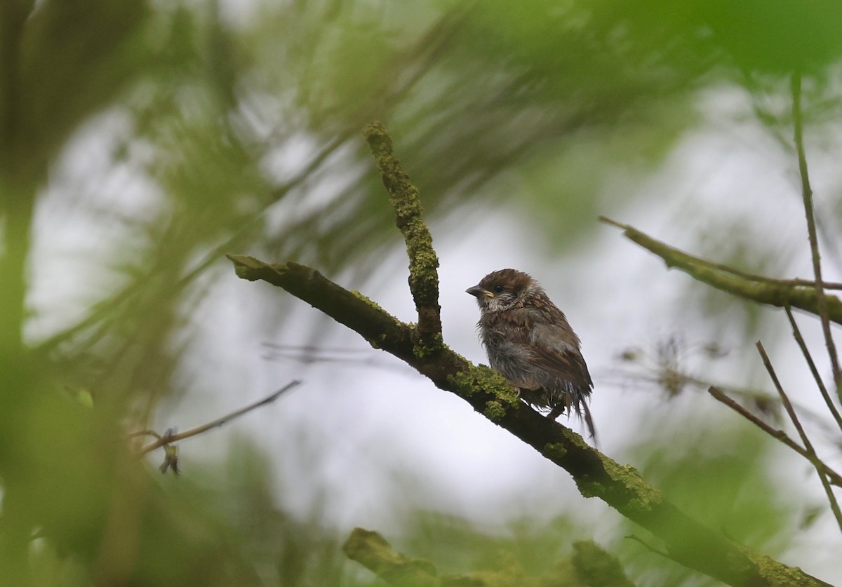 Eurasian Tree Sparrow - Will Scott