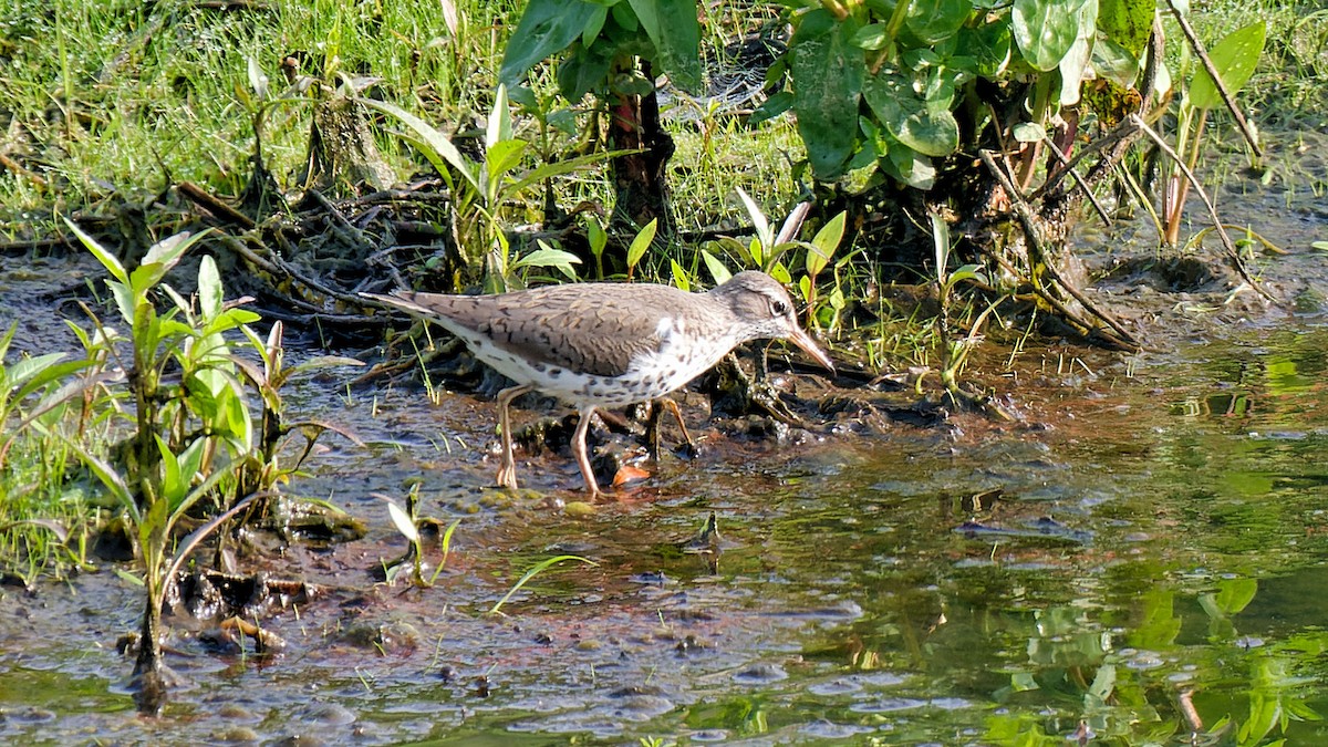 Spotted Sandpiper - Craig Becker