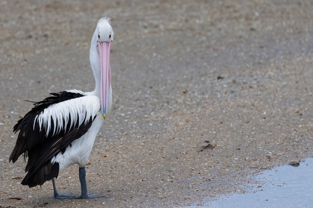 Australian Pelican - ML619618621