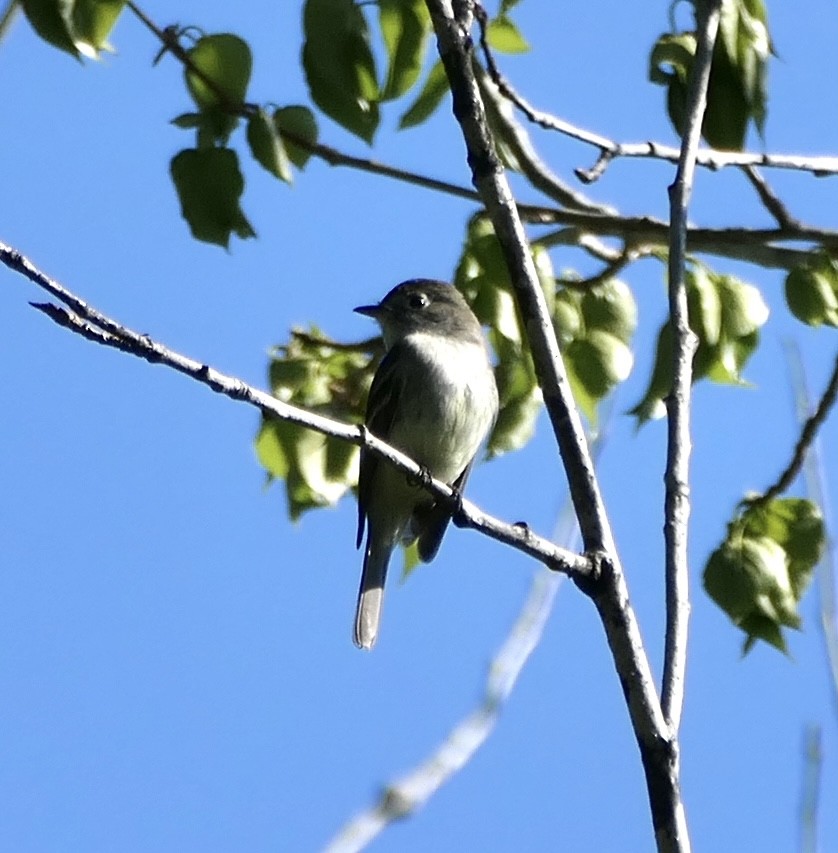 Least Flycatcher - vincianne falkner