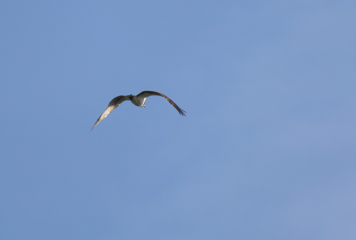 Osprey - Marco Umminger