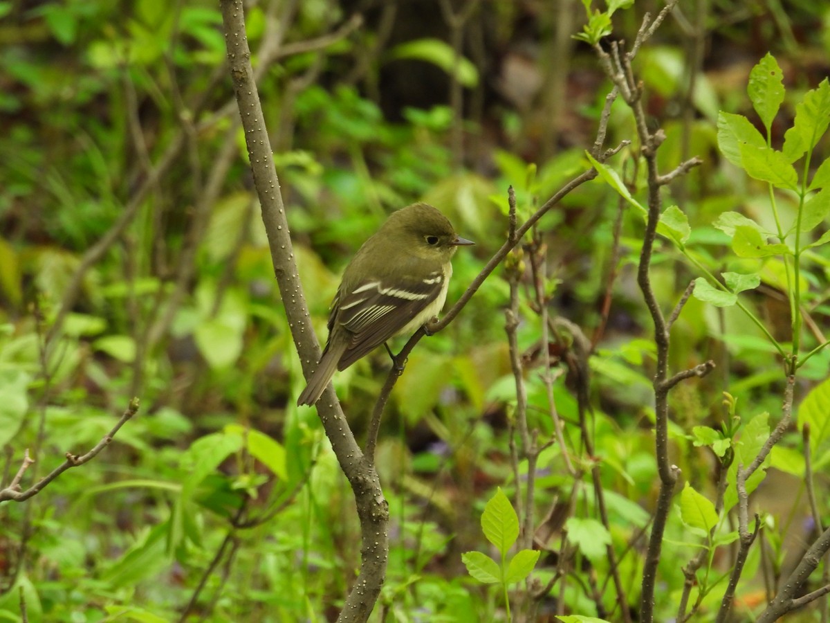 Yellow-bellied Flycatcher - ML619618633