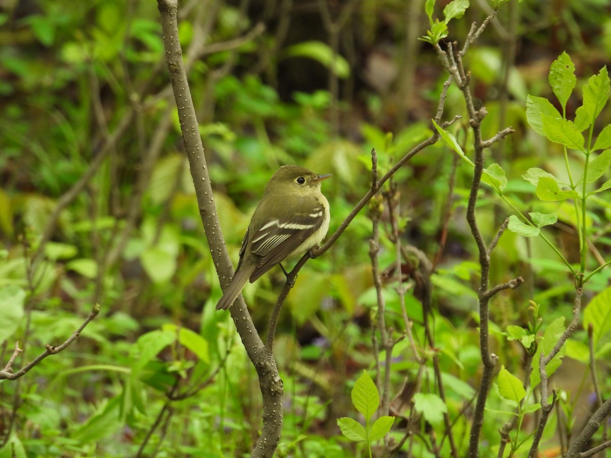 Yellow-bellied Flycatcher - ML619618635