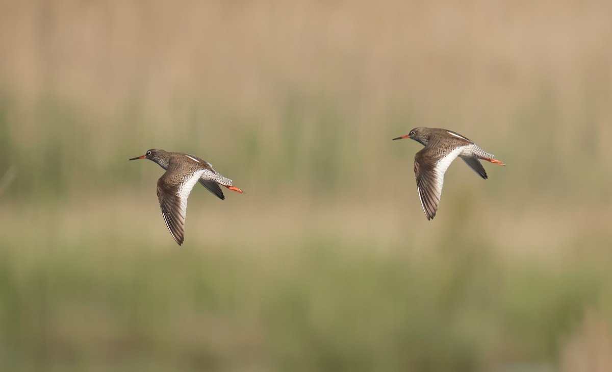 Common Redshank - Lázaro Garzón