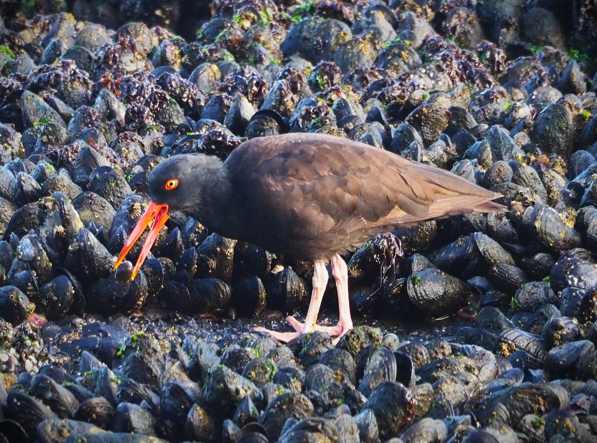 Black Oystercatcher - Dick Cartwright