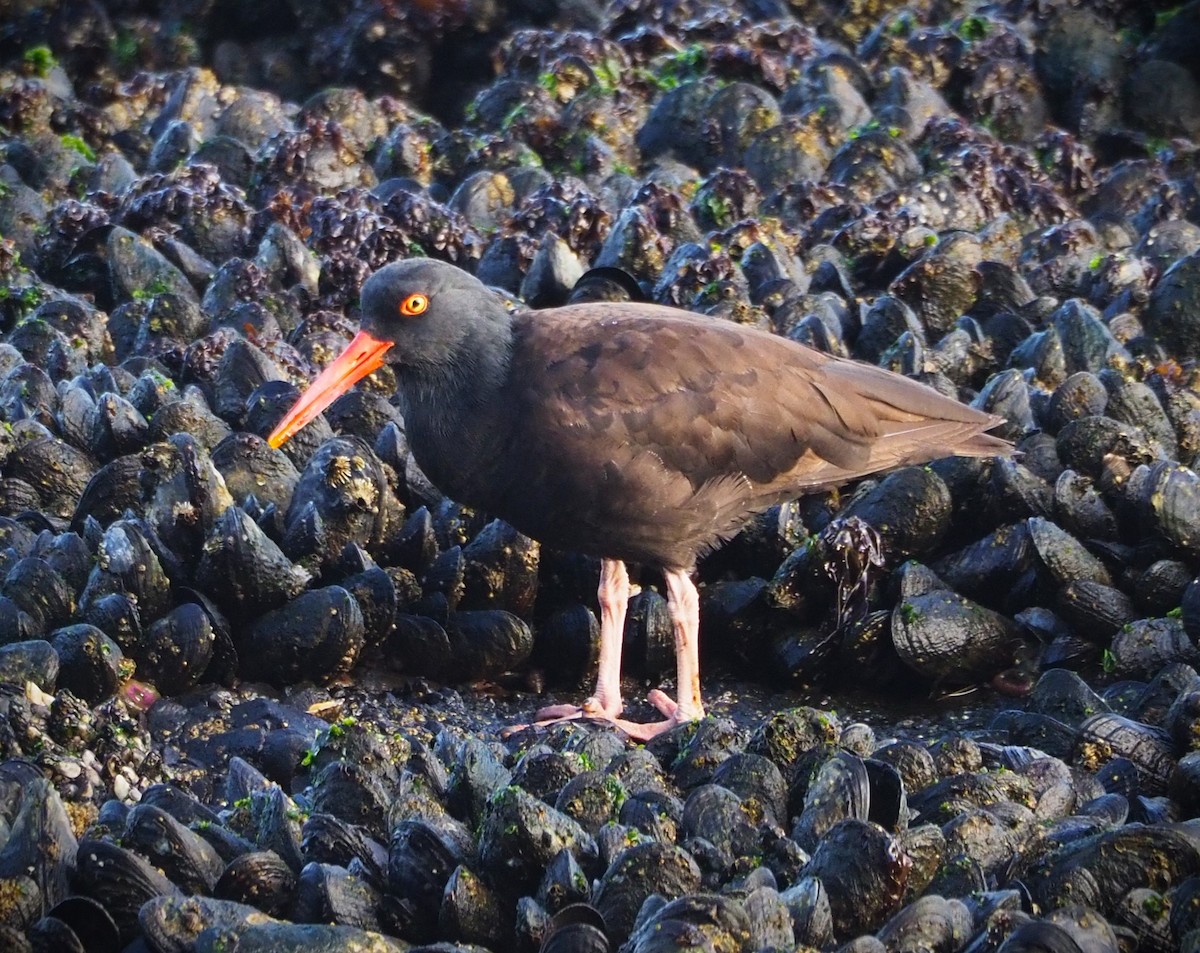 Black Oystercatcher - Dick Cartwright