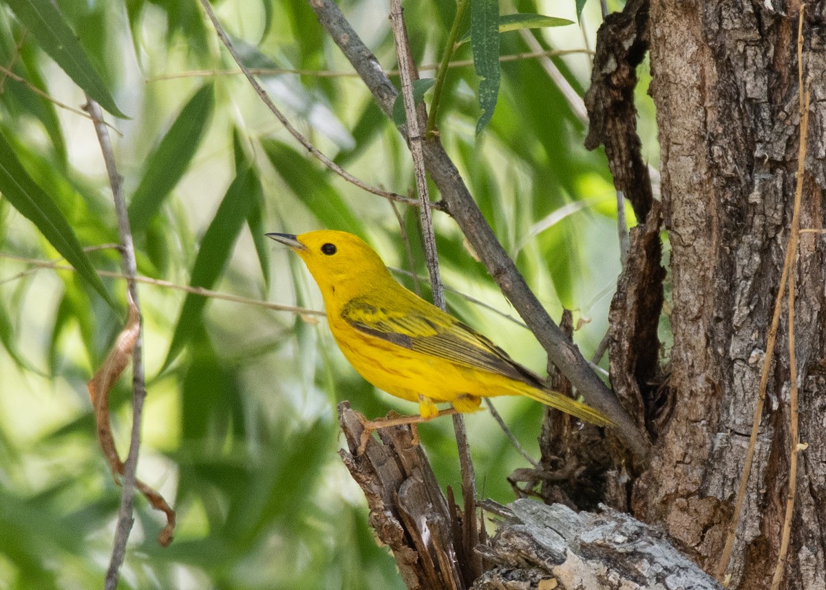 Yellow Warbler - Bente Torvund