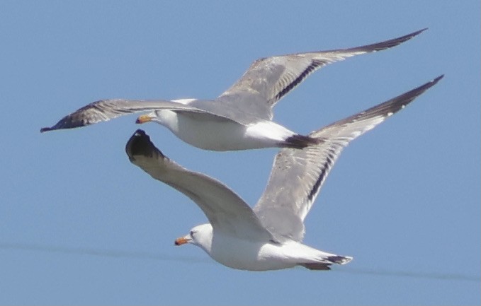 Western Gull - Gretchen Framel