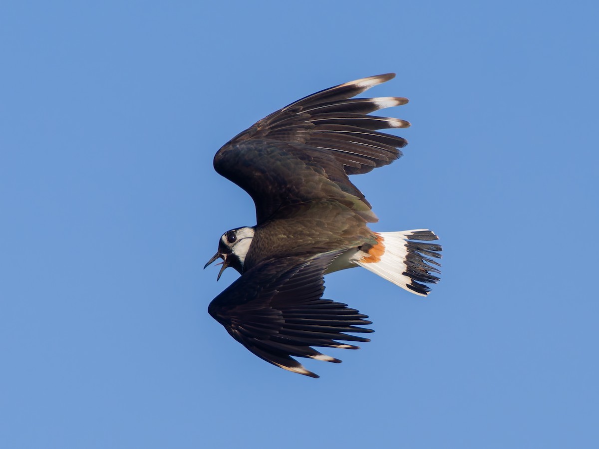 Northern Lapwing - ML619618648