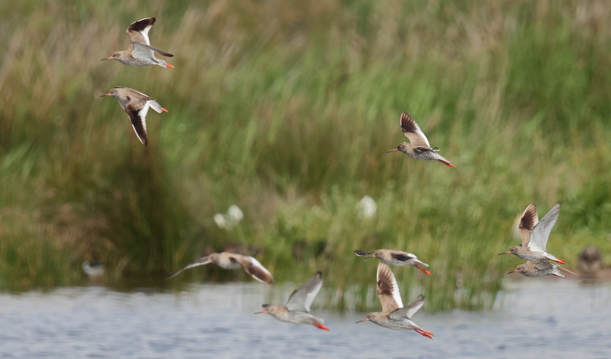 Common Redshank - Lázaro Garzón