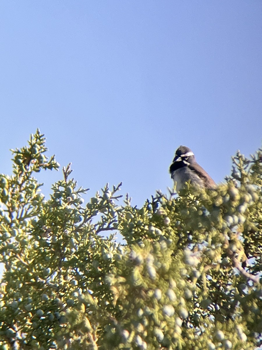 Black-throated Sparrow - Ryan Votta