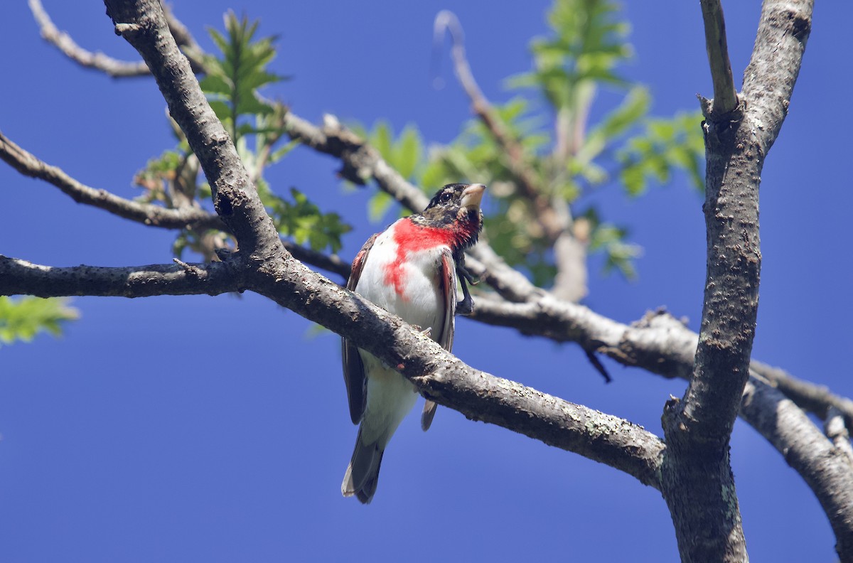 Rose-breasted Grosbeak - Mary Keleher