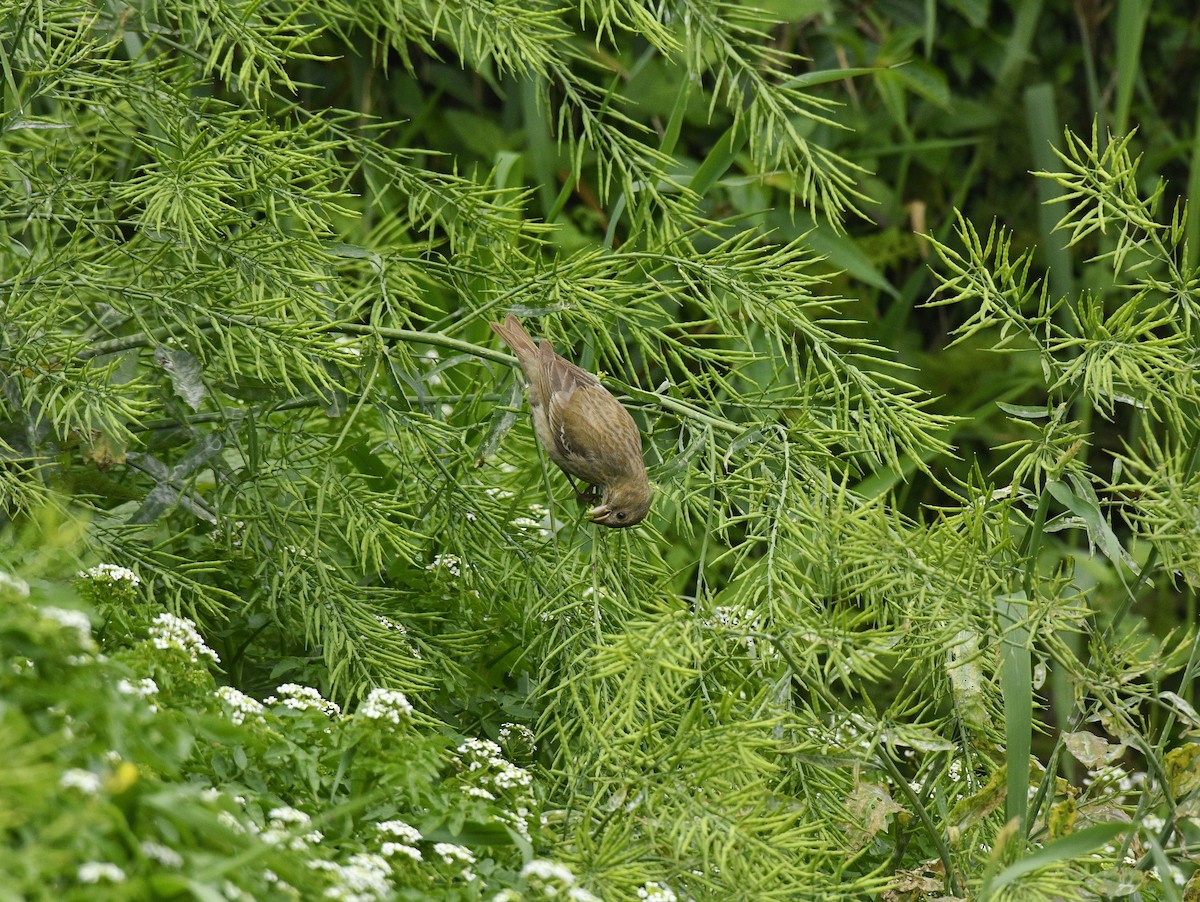 Common Rosefinch - ML619618678