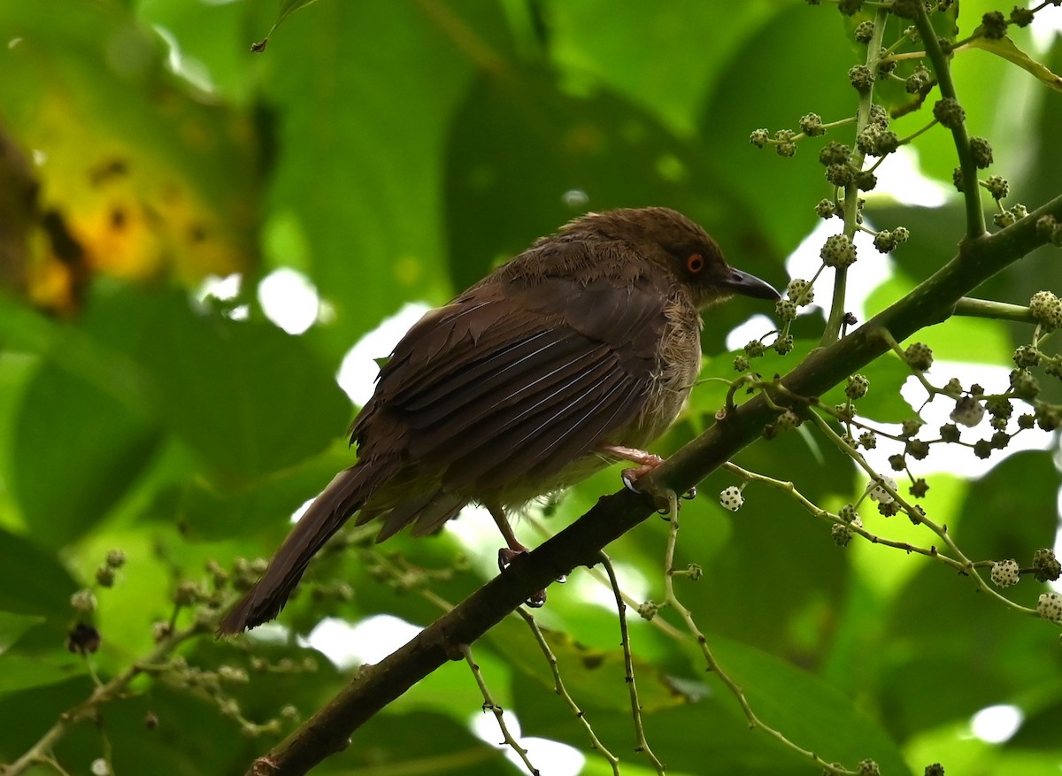 Red-eyed Bulbul - Jade Neo