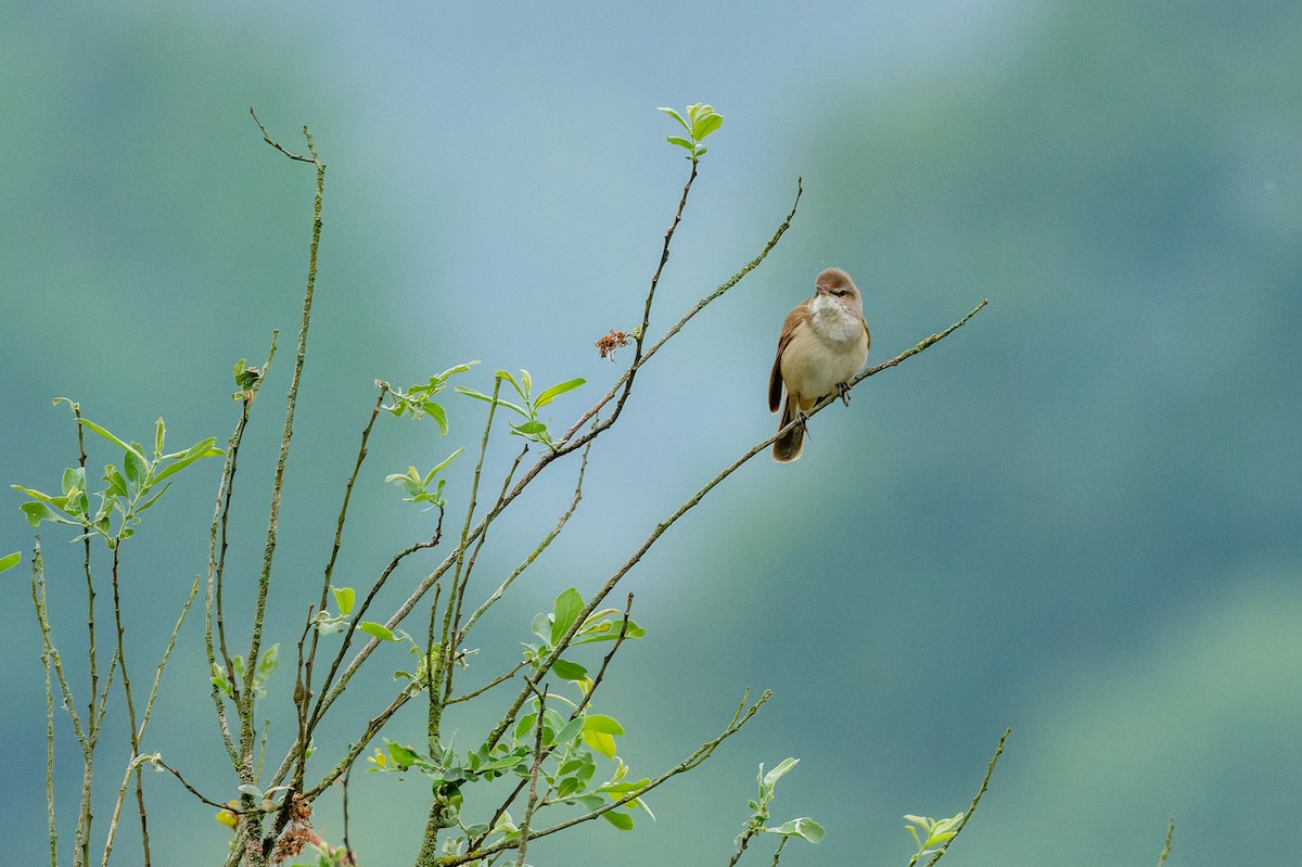 Great Reed Warbler - lucien ABAH