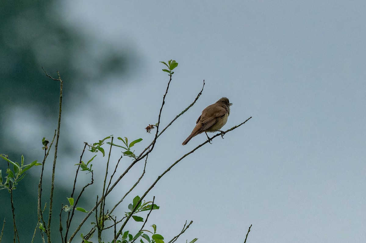 Great Reed Warbler - lucien ABAH