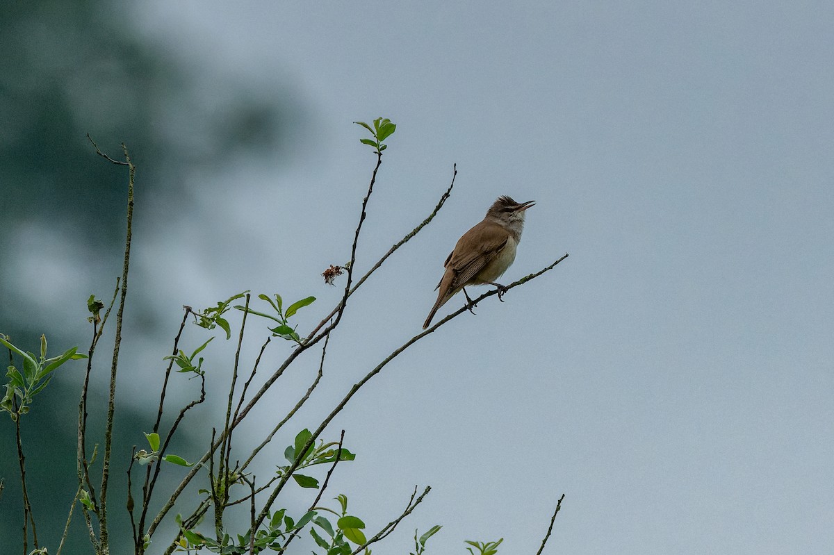 Great Reed Warbler - lucien ABAH