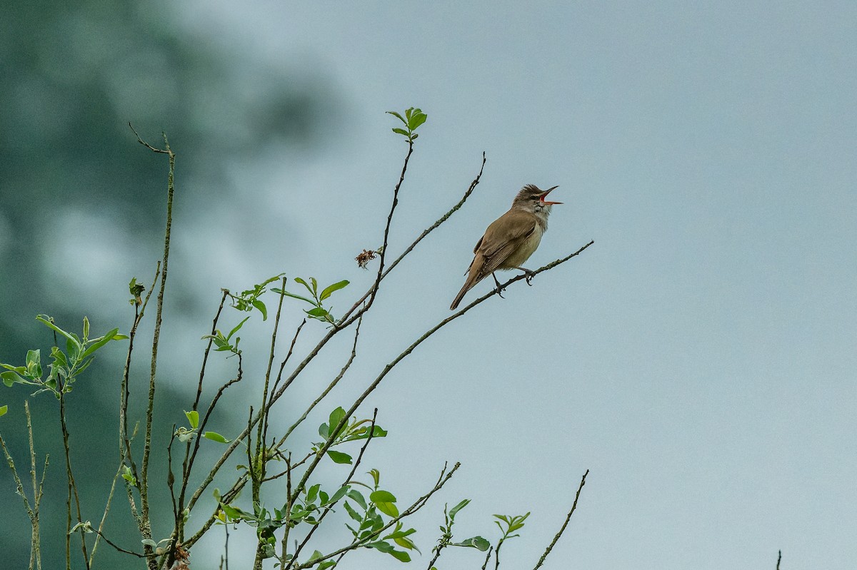 Great Reed Warbler - lucien ABAH