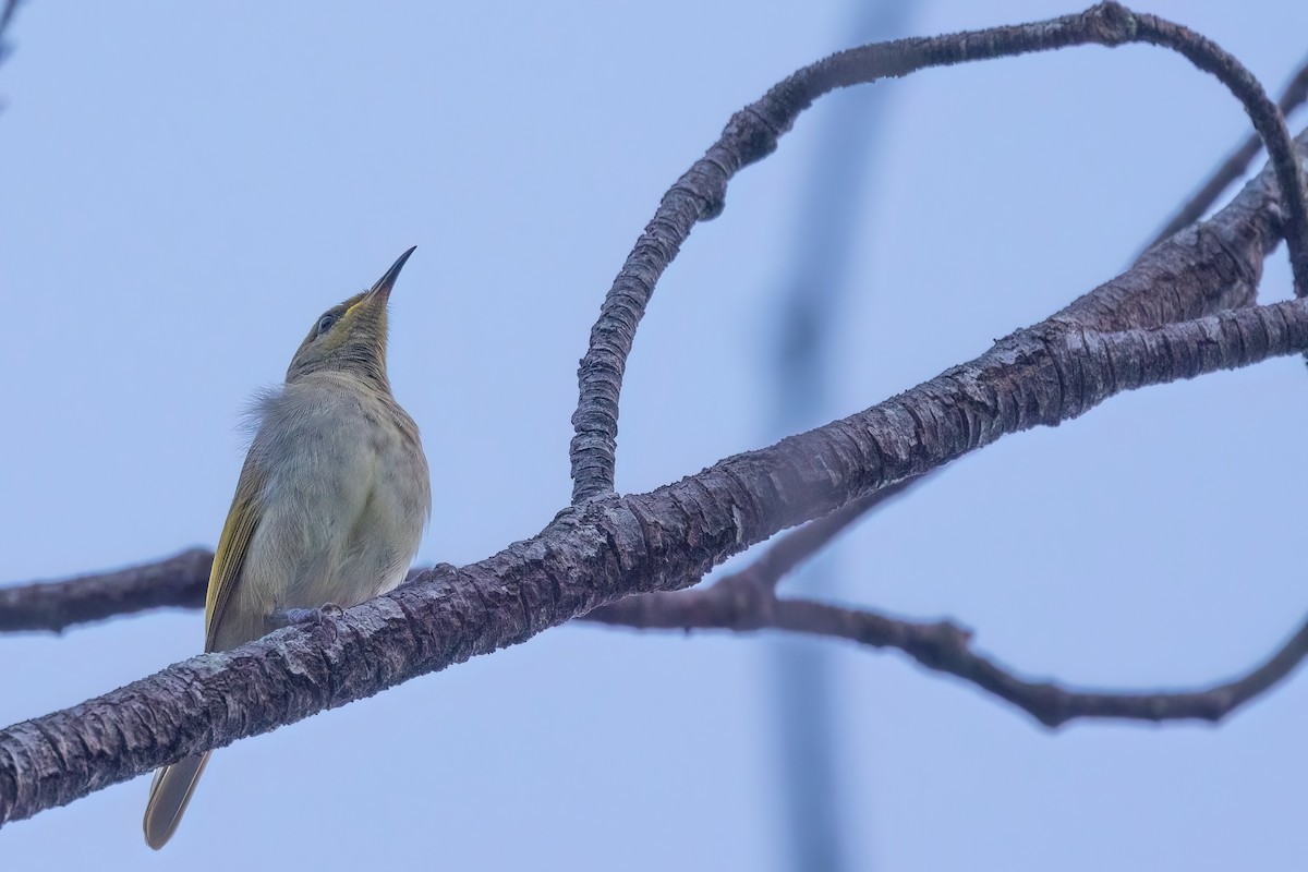 Brown Honeyeater - Jaap Velden