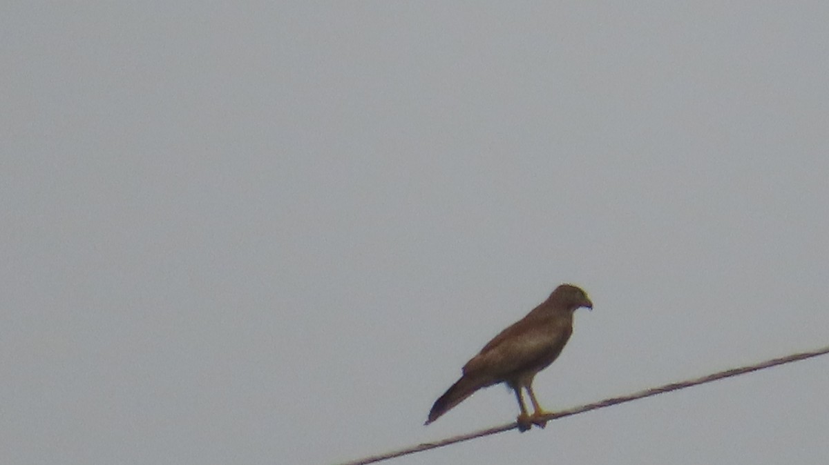 White-eyed Buzzard - Arvindh T