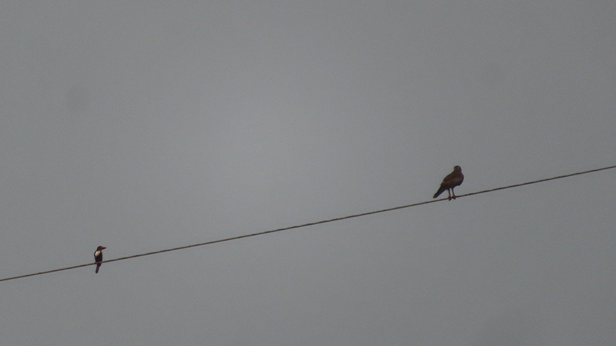 White-eyed Buzzard - ML619618698