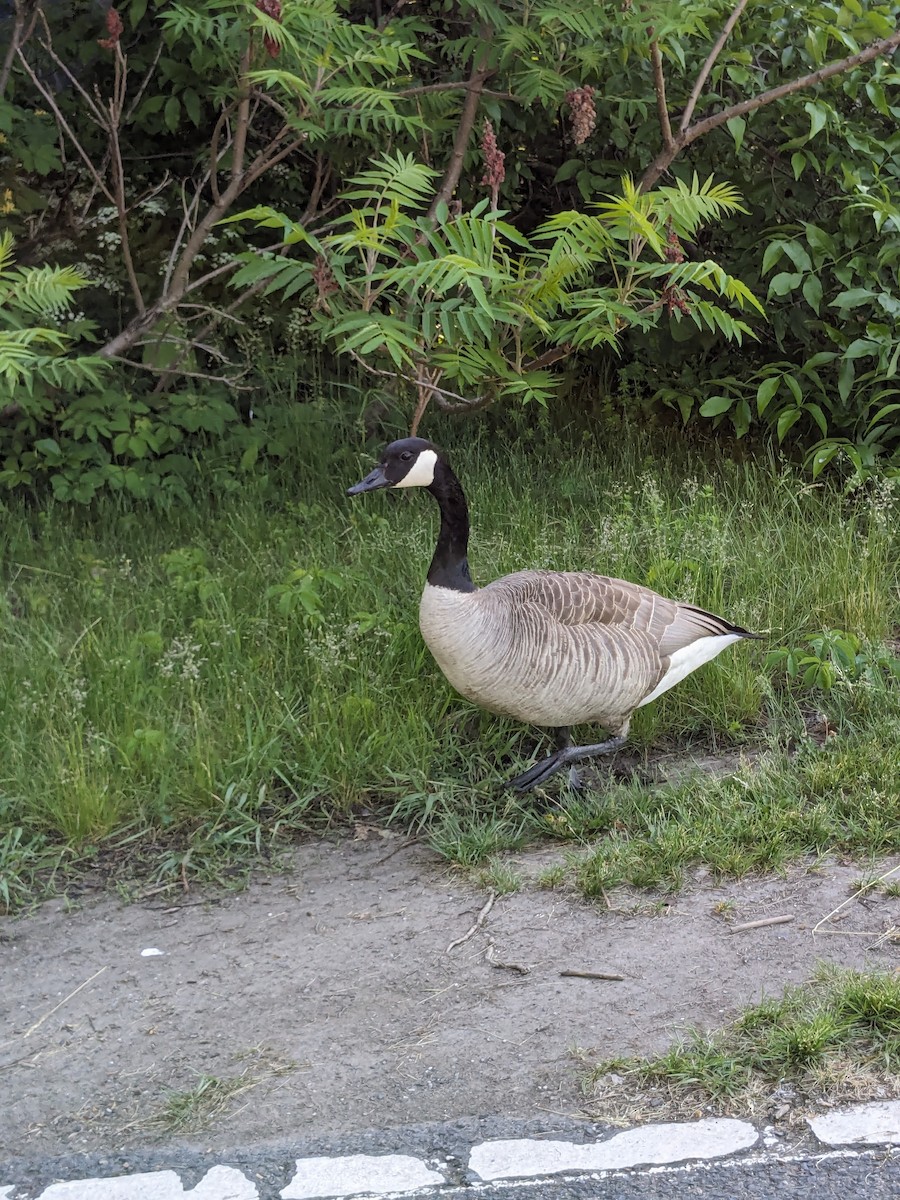 Canada Goose - Raymond Belhumeur