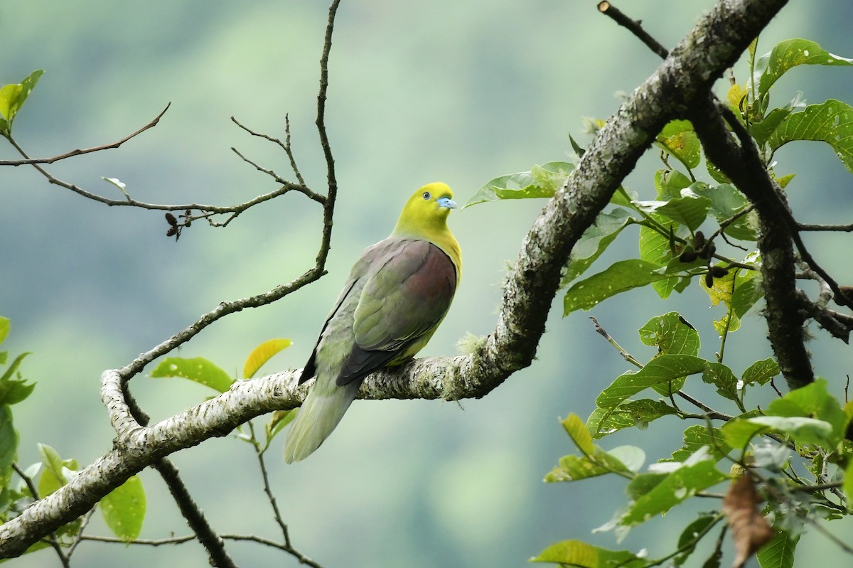 Wedge-tailed Green-Pigeon - Kuntal Roy