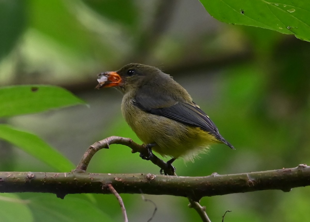 Orange-bellied Flowerpecker - Jade Neo