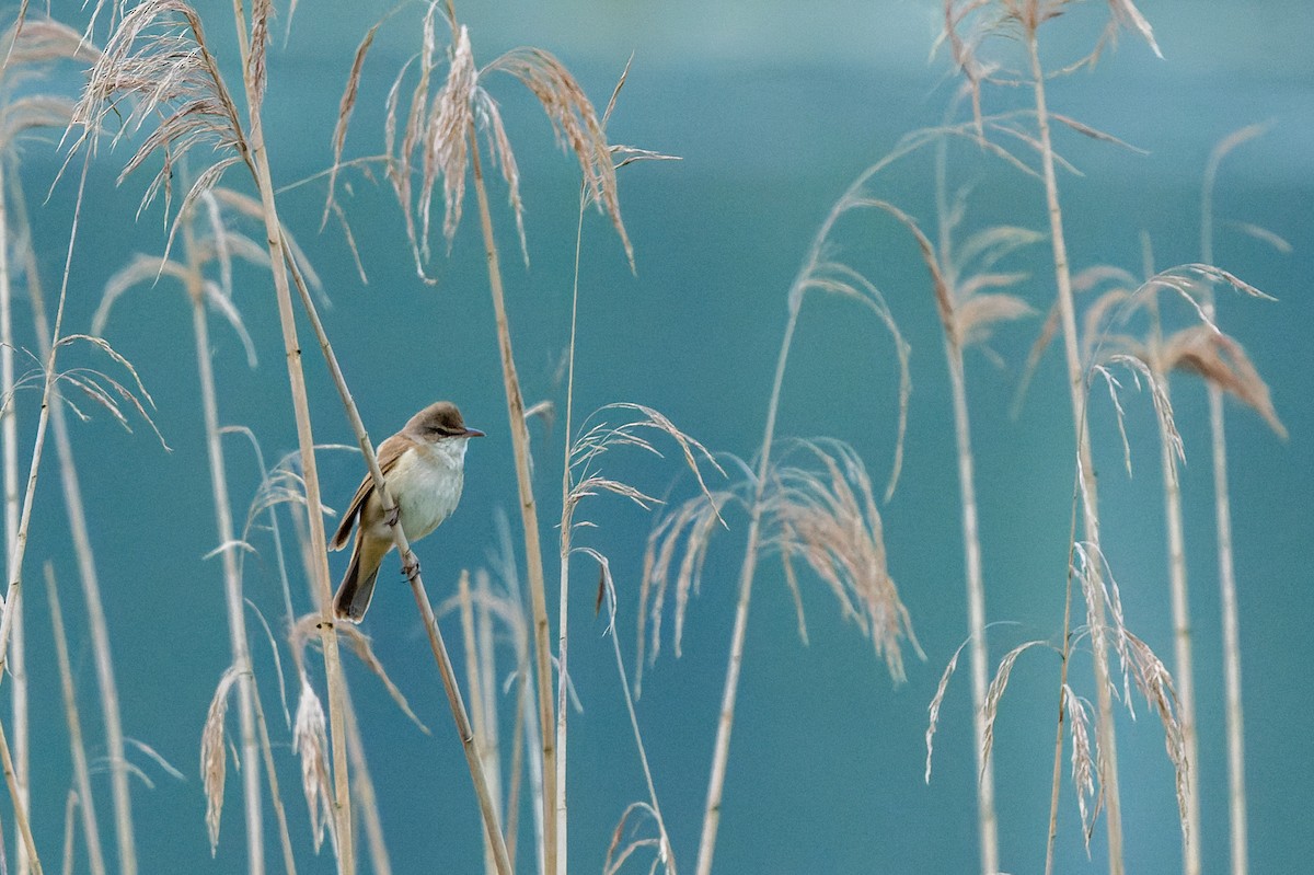 Great Reed Warbler - lucien ABAH