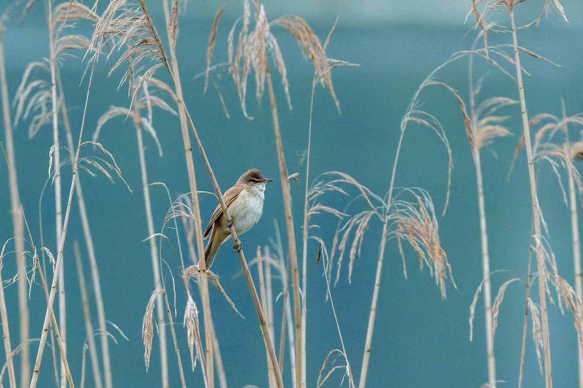 Great Reed Warbler - lucien ABAH