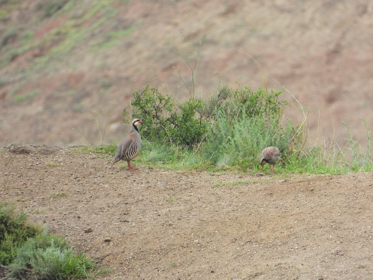 Chukar - Josip Turkalj