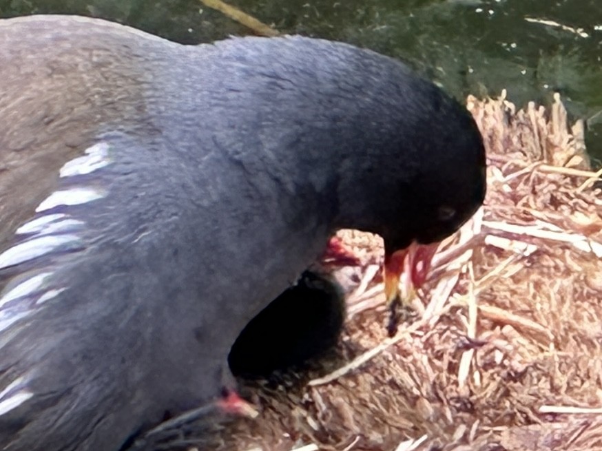 Eurasian Moorhen - ML619618736