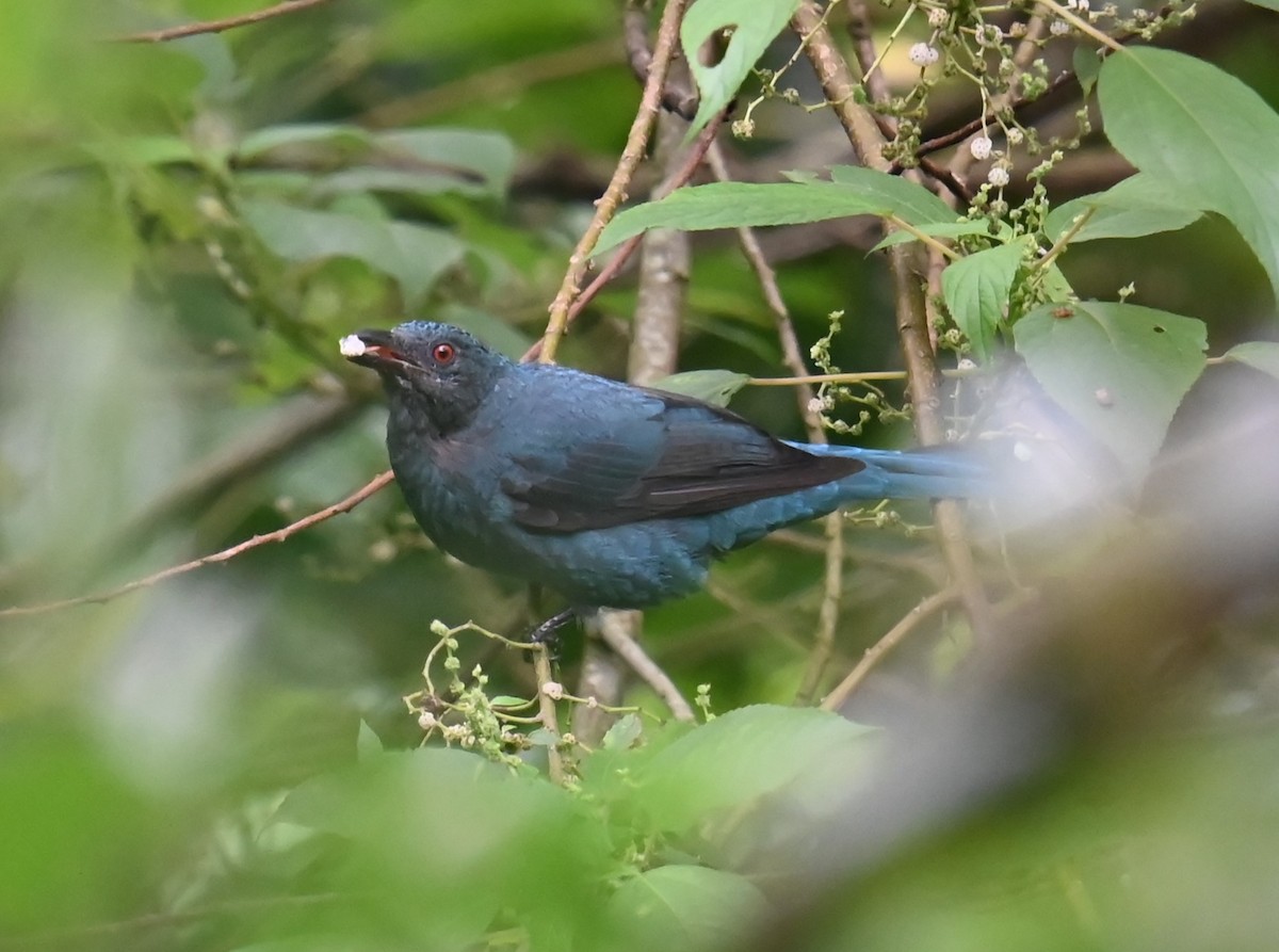 Asian Fairy-bluebird - Jade Neo