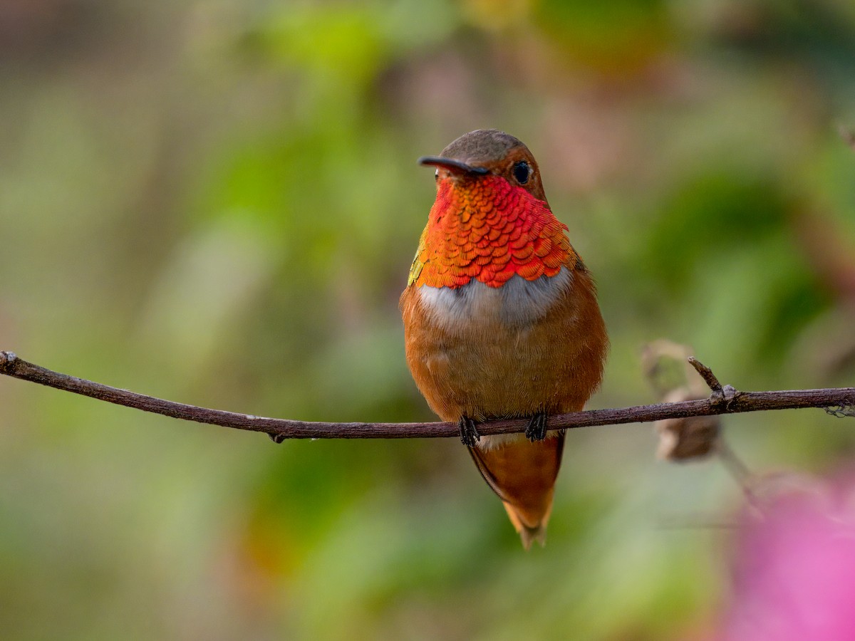 Allen's Hummingbird - Cin-Ty Lee