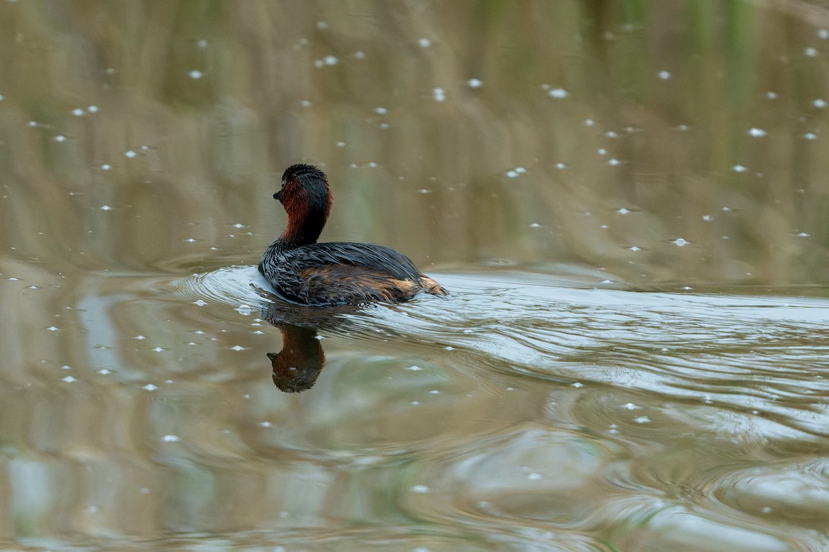 Little Grebe - lucien ABAH