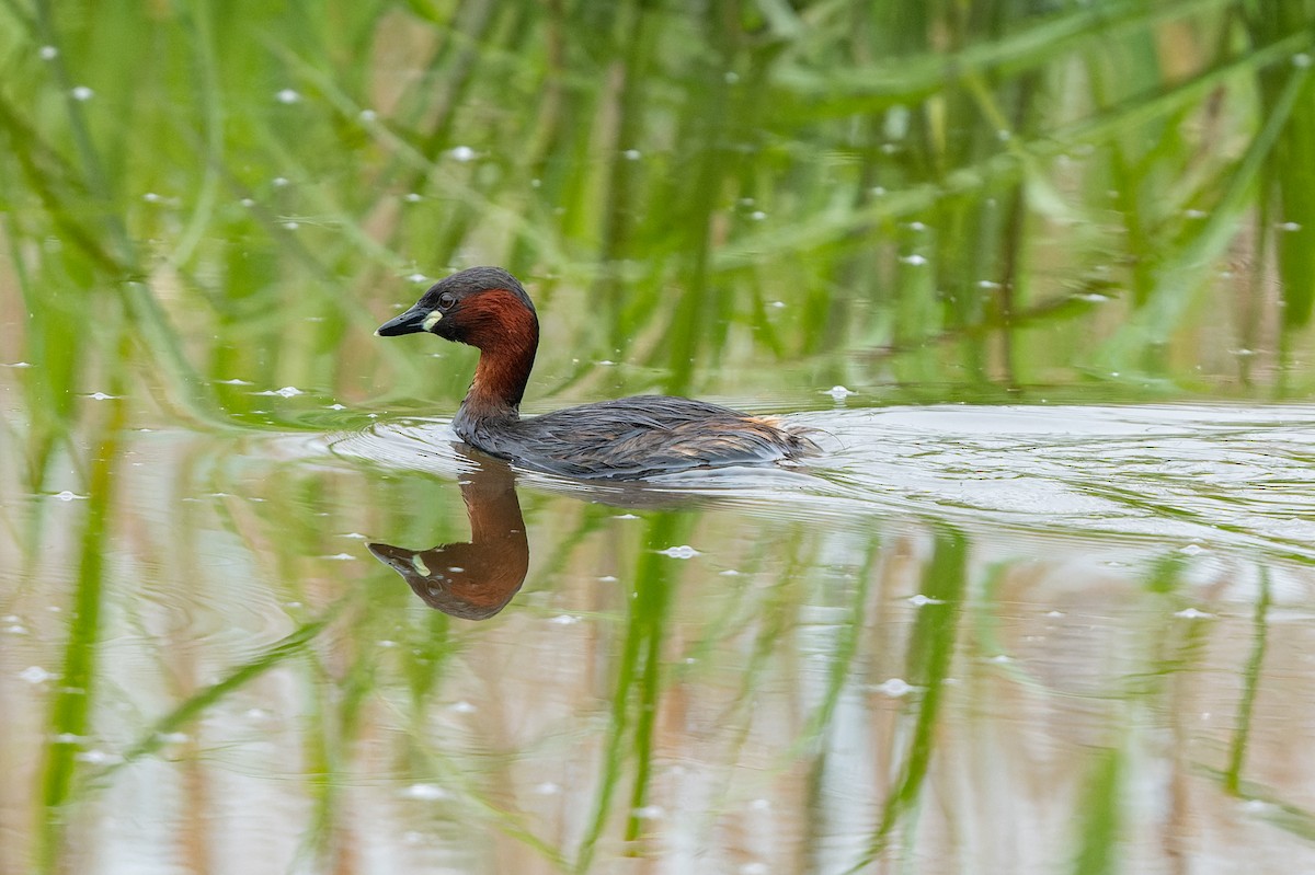 Little Grebe - lucien ABAH