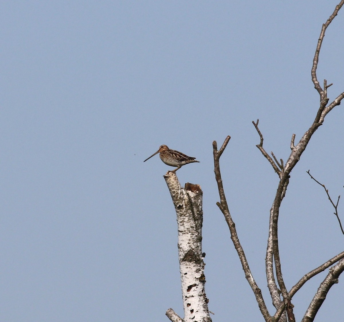 Common Snipe - ML619618754